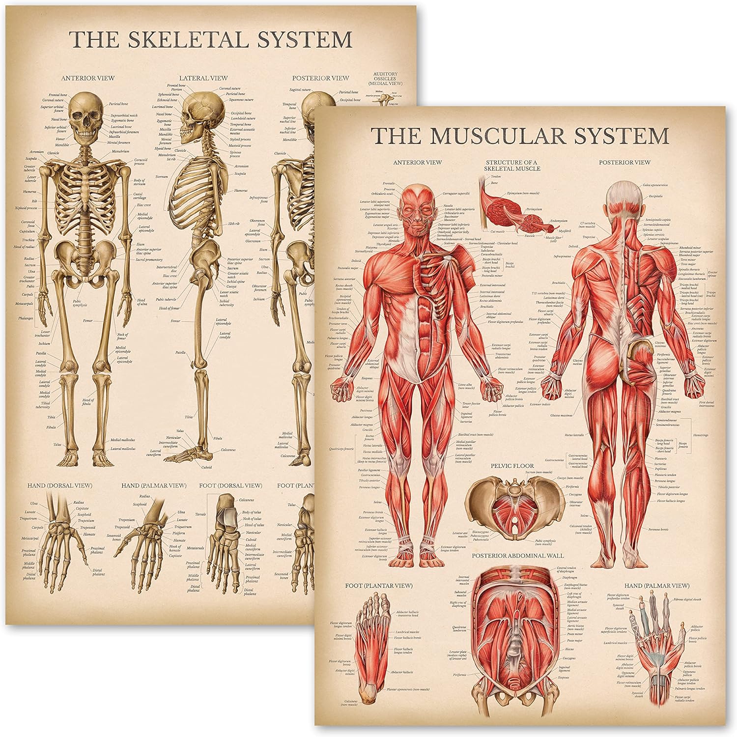 Amazon.com: Palace Learning Vintage Muscular & Skeletal System ...
