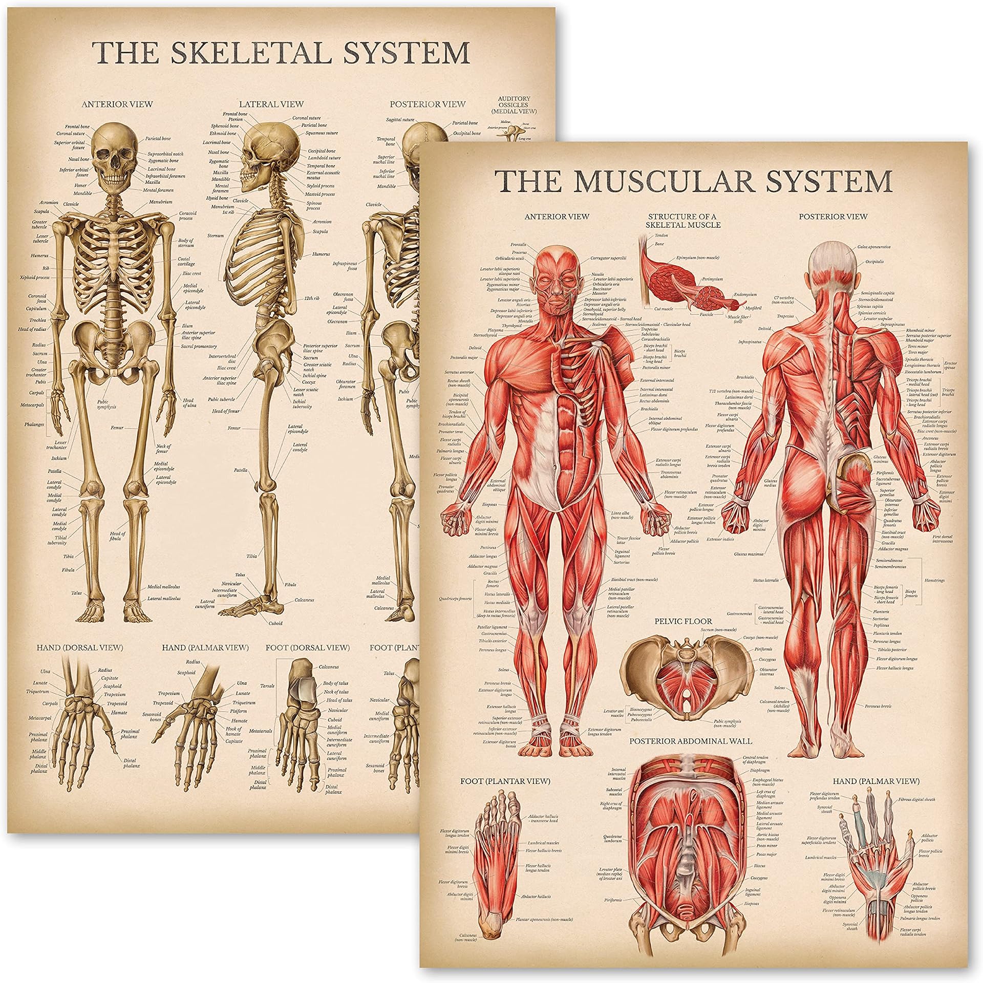 Palace Learning Vintage Muscular And Skeletal System Anatomical Chart ...