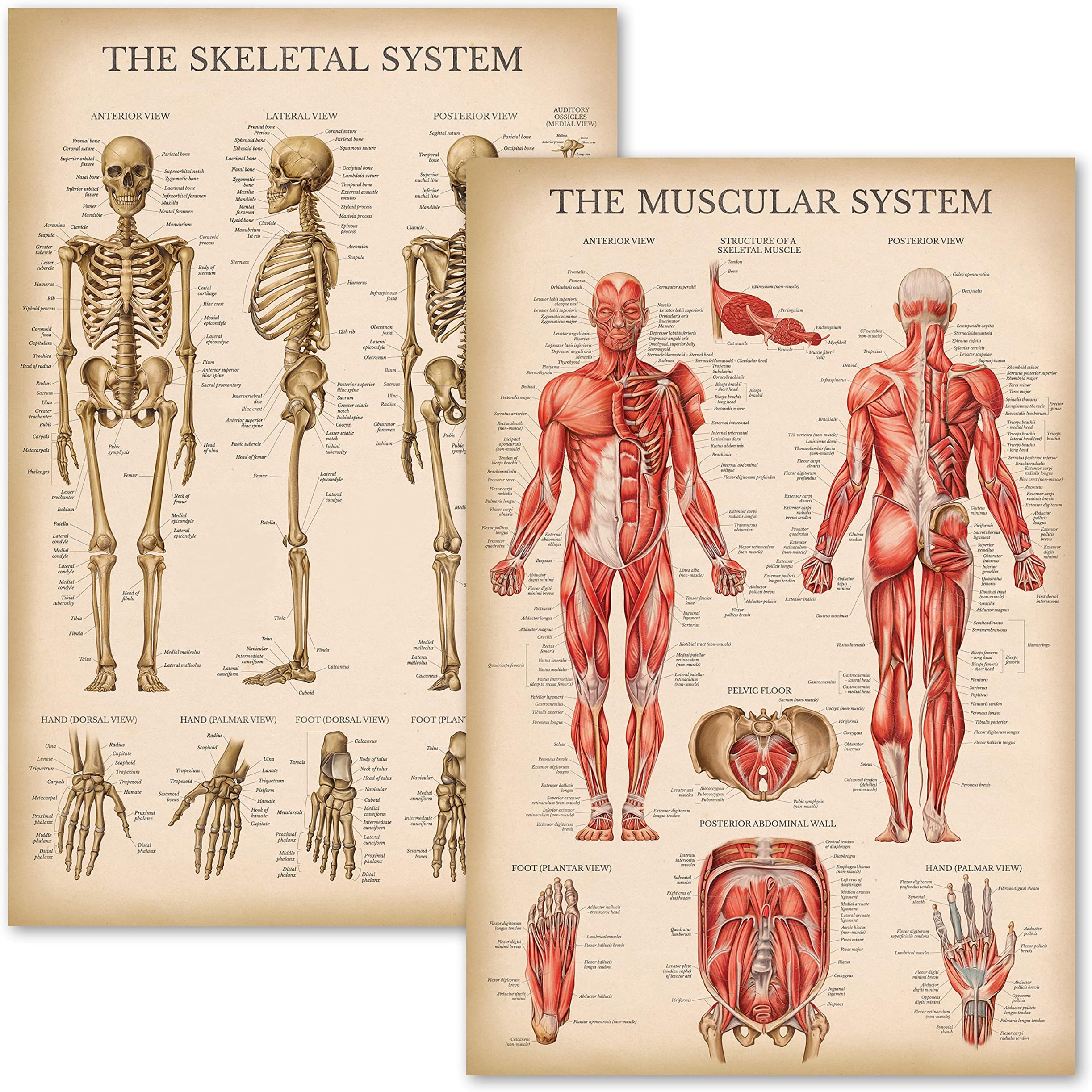 Vintage Muscular & Skeletal System Anatomical Chart Set - Human Skeleton & Muscle Anatomy Posters (LAMINATED, 18" x 24")
