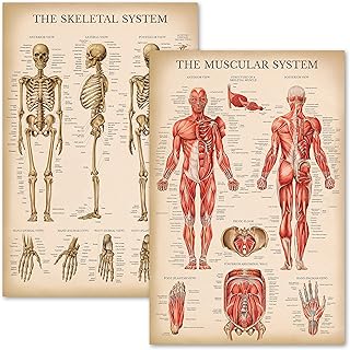 Palace Learning Vintage Muscular & Skeletal System Anatomical Chart Set - Human Skeleton & Muscle Anatomy Posters (LAMINAT...