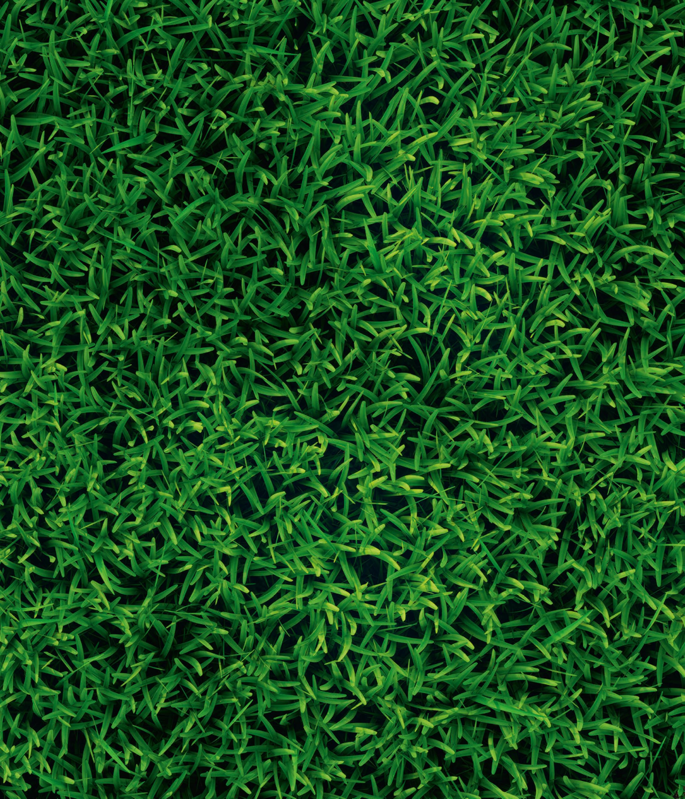 Dehner Semillas orgánicas para césped, Mezcla de Semillas, germinación rápida, 500 g, para Aprox. 25 m²