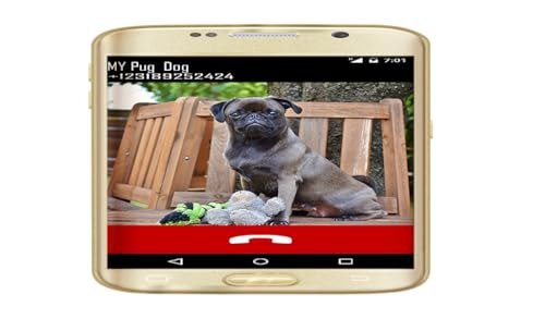 French Bulldog Fake Call Prank ( Funny Frenchie Pet Calling Prank ) - Gag Fake Call From Frenchies