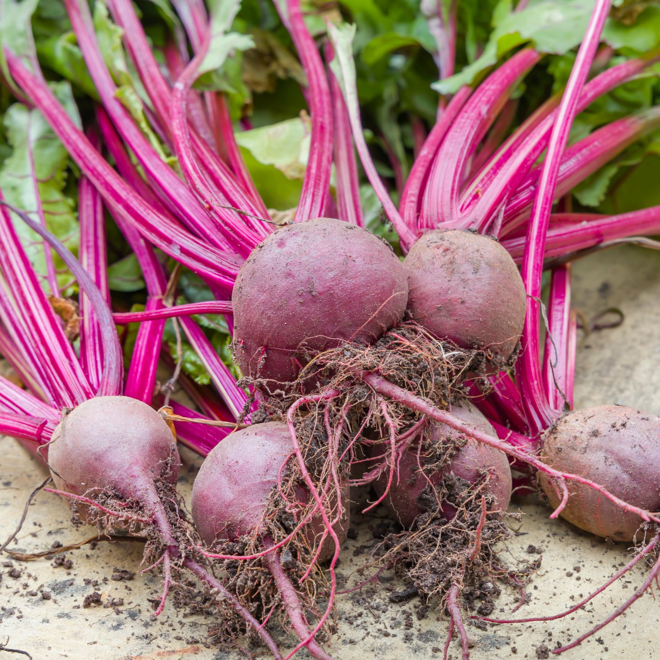 PREMIER SEEDS DIRECT - Beetroot Seeds - BOLTARDY (5,000 Seeds)
