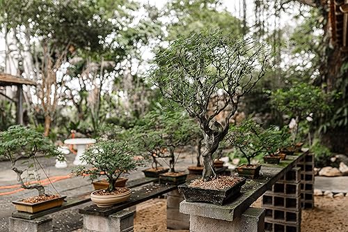 Miniatura 3 de Paquete de árbol bonsai Colección de 5 plántulas de árboles vivos The Jonsteen Company