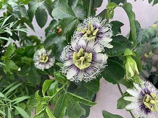 30+ Passion Flower Seeds Garden Rare Passiflora Incarnata Potted Plants
