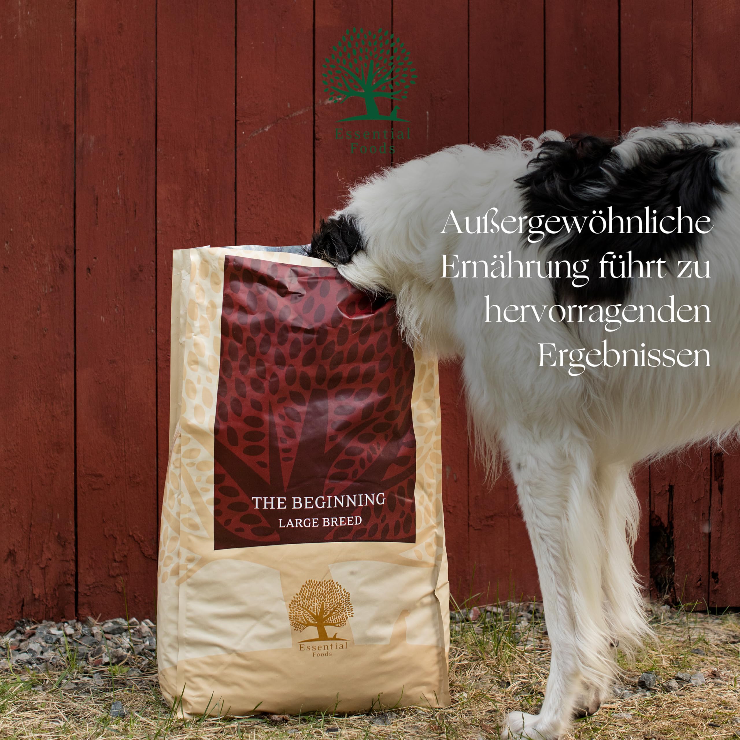 Essential The Beginning Large Breed 10 kg | Huhn, Ente, Lachs & Forelle | Getreidefrei Welpenfutter für große Hunde über 15 kg | hoher Fleischanteil | nach dem BOF-Prinzip