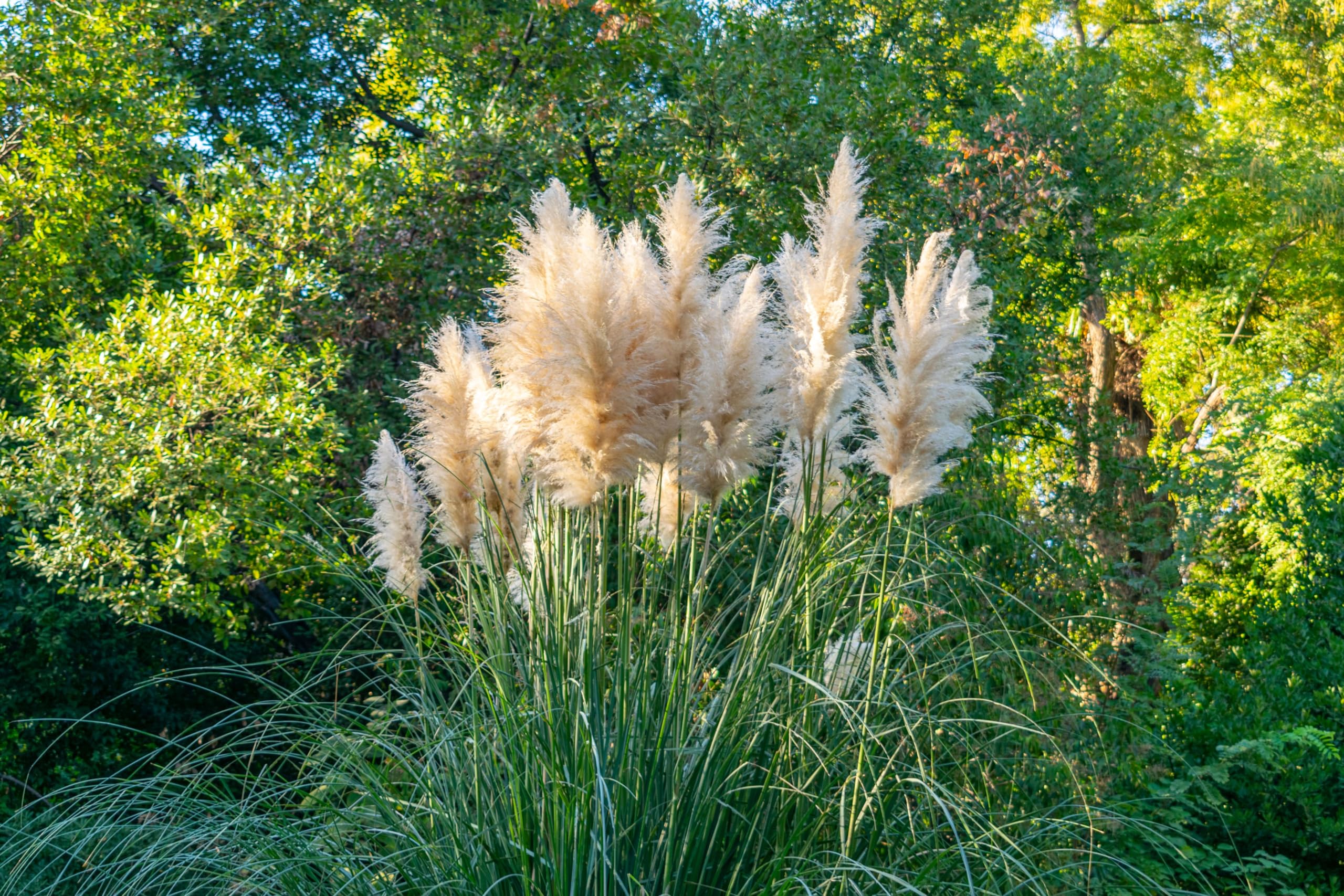 Stauden Gänge 10 x Cortaderia selloana 'Evita' Weißes Pampasgras winterhart
