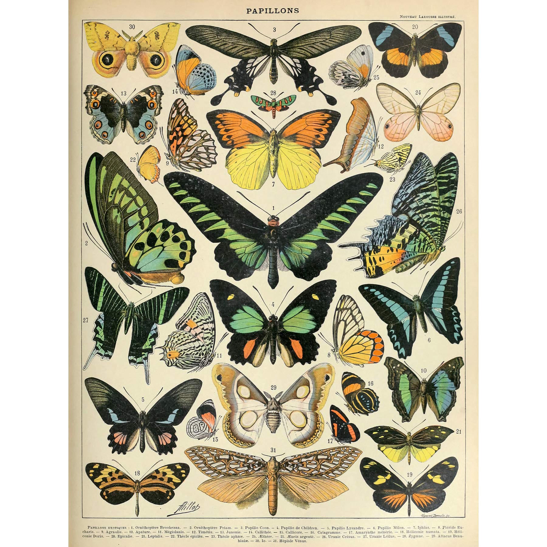 Artery8 Millot Encyclopedia Page Moths Butterflies Premium Wall Art Canvas Print 18X24 Inch