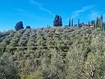Elixit Vitae - Tuscan Premium EVOO - Artisanal, Genuine, Single Source, Ultra Low Acidity, High Biophenols Content - 500ml