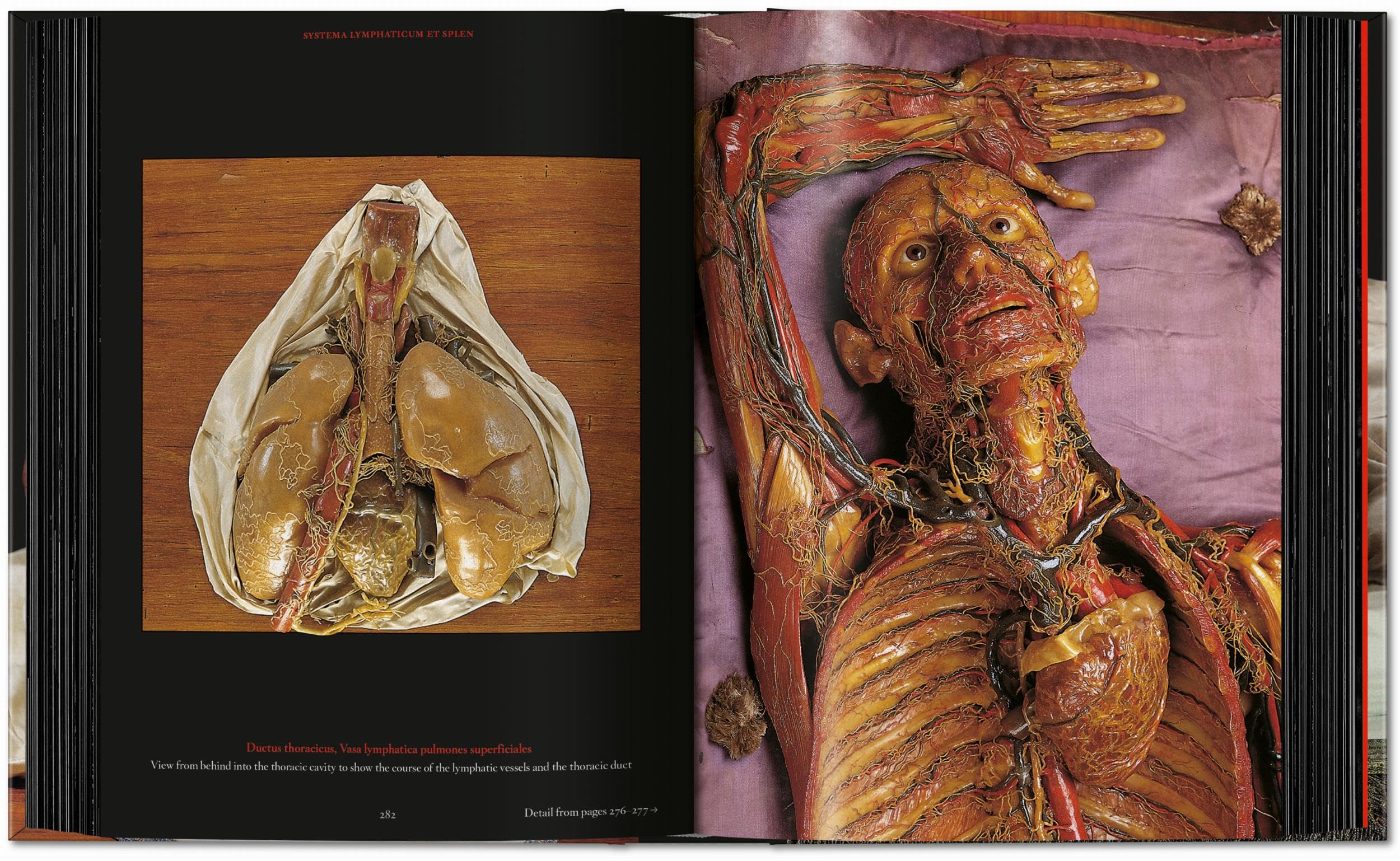 Anatomical Waxes. 45th Ed. (45th Edition)