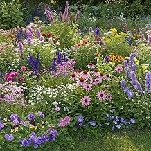 Ferry Morse Flower Seeds - Non-GMO Wildflower Shade Mix, Shade Flowers - 1 lb