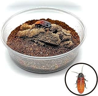 Creation Cultivated - Adult Male - Madagascar Hissing Cockroach Habitat Enclosure Kit - Gromphadorhina portentosa