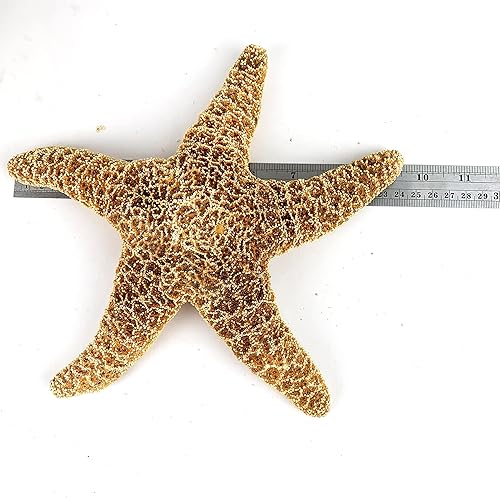 Miniatura 3 de Heyiwell 1 estrella de mar de azúcar Larage, estrella de mar de azúcar morena para artes y manualidades de playa, decoración del hogar de 9 a 10