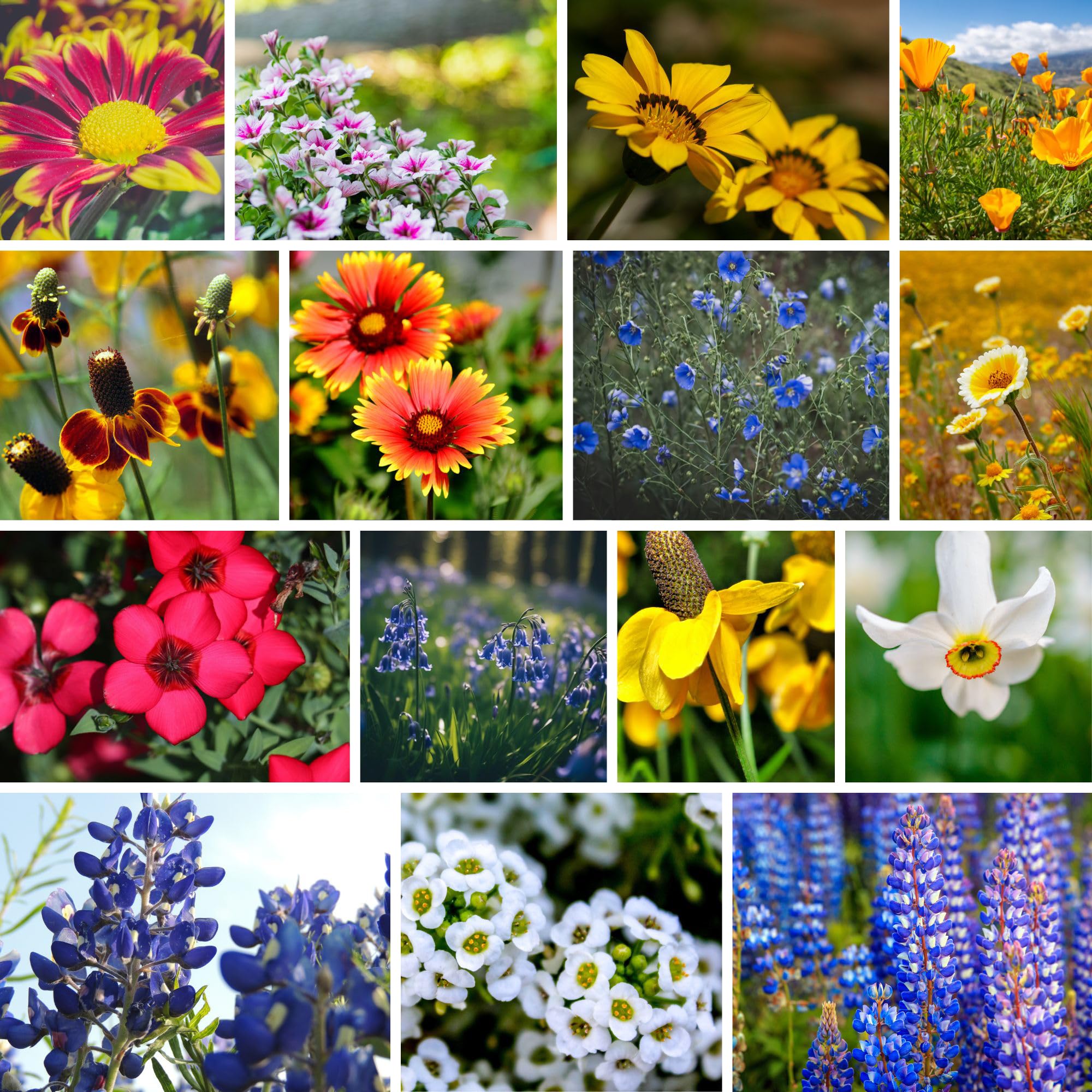 Mountain Valley Southwest Wildflower Seeds