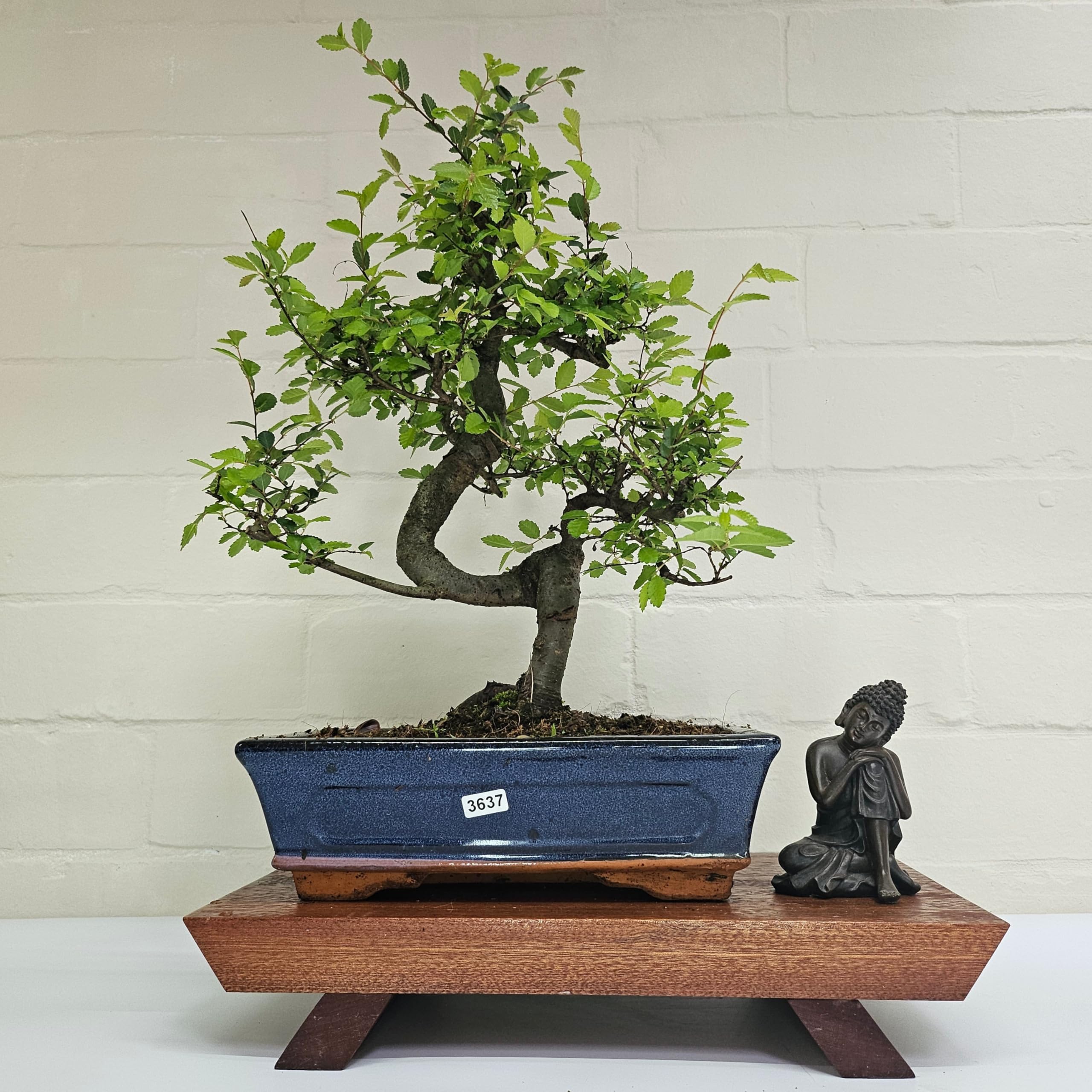 Chinese Elm (Ulmus Parvifolia) Bonsai Tree | Shaped | In 25cm Pot (3483)