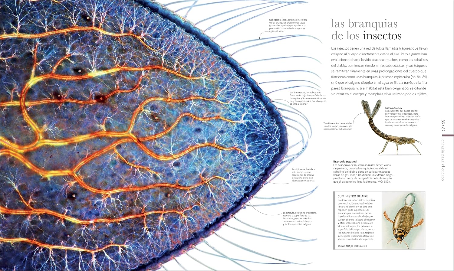 Vida microscópica (Micro Life): Maravillas de un mundo en miniatura (DK Secret World Encyclopedias) (Spanish Edition)
