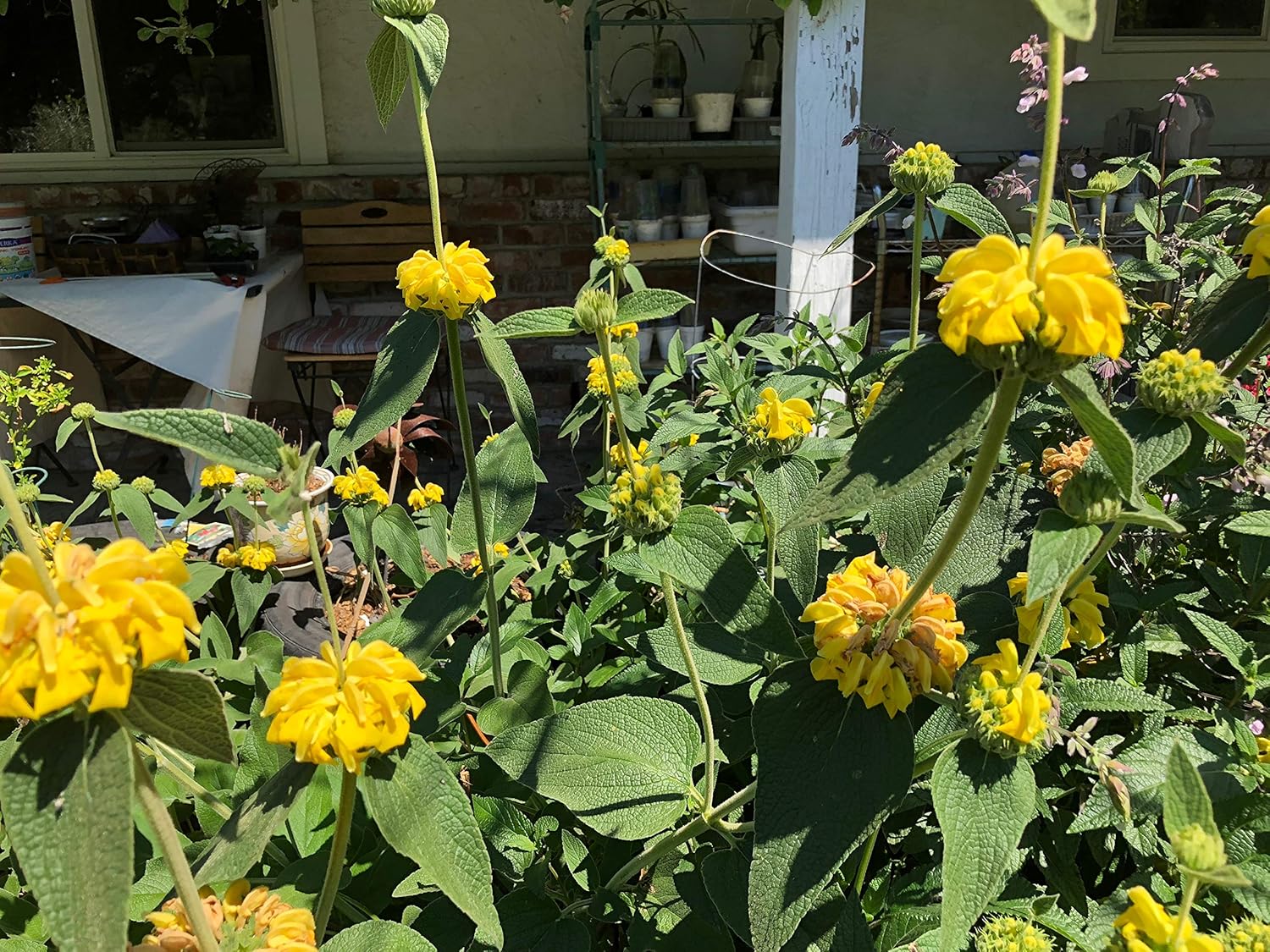 3 Starter Plants of Phlomis russeliana Hardy Jerusalem Sage