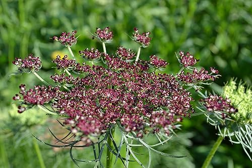 Miniatura 3 de Semillas de primera calidad para plantación de Dara Ammi False Queen Anne's Lace Bishop's Weed de color rosa y borgoña