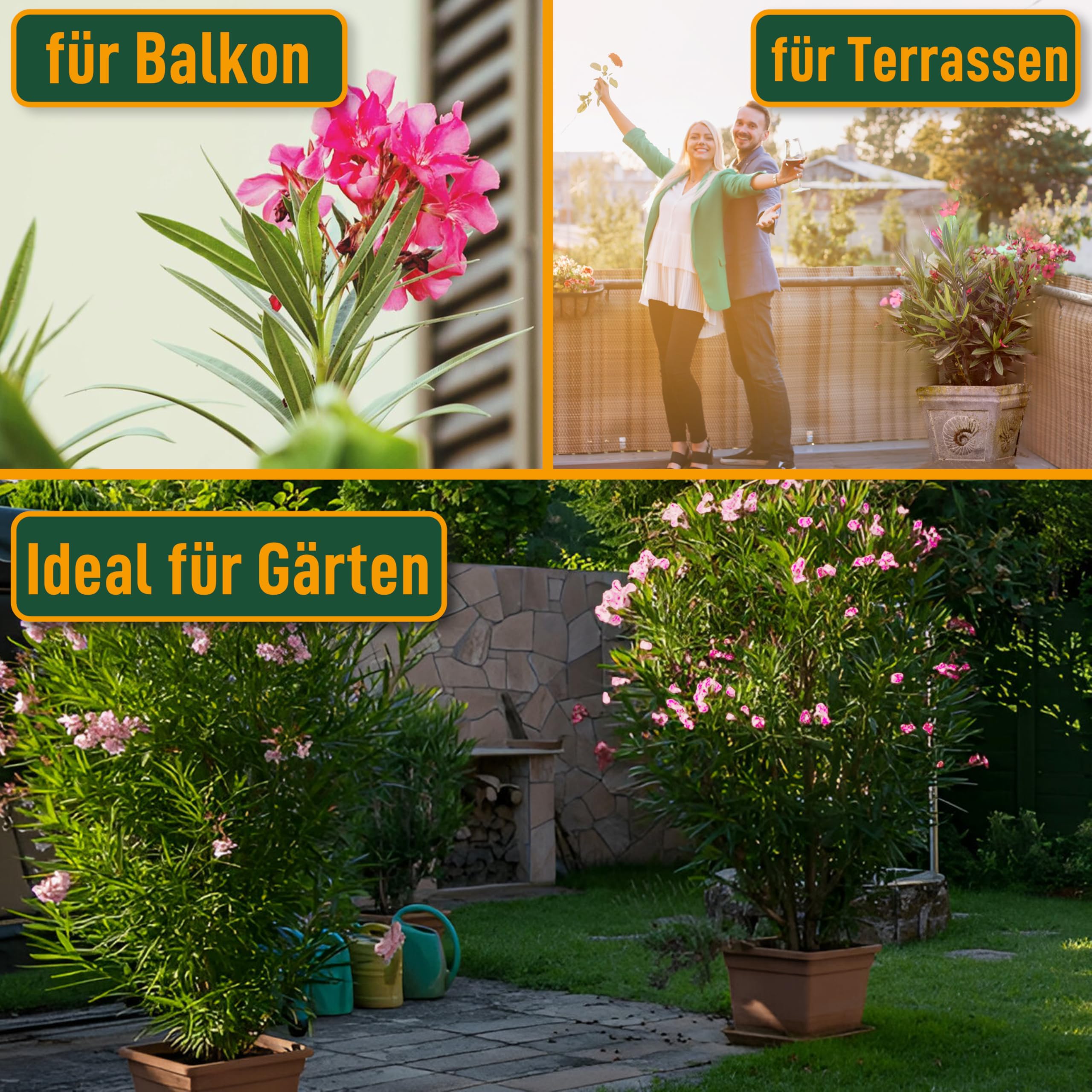 Sunny Tree Oleander z Jasnoróżowymi Kwiatami 140-160 cm Wiecznie Zielone Mrozoodporne Rośliny Ogrodowe Odporny na Zimno
