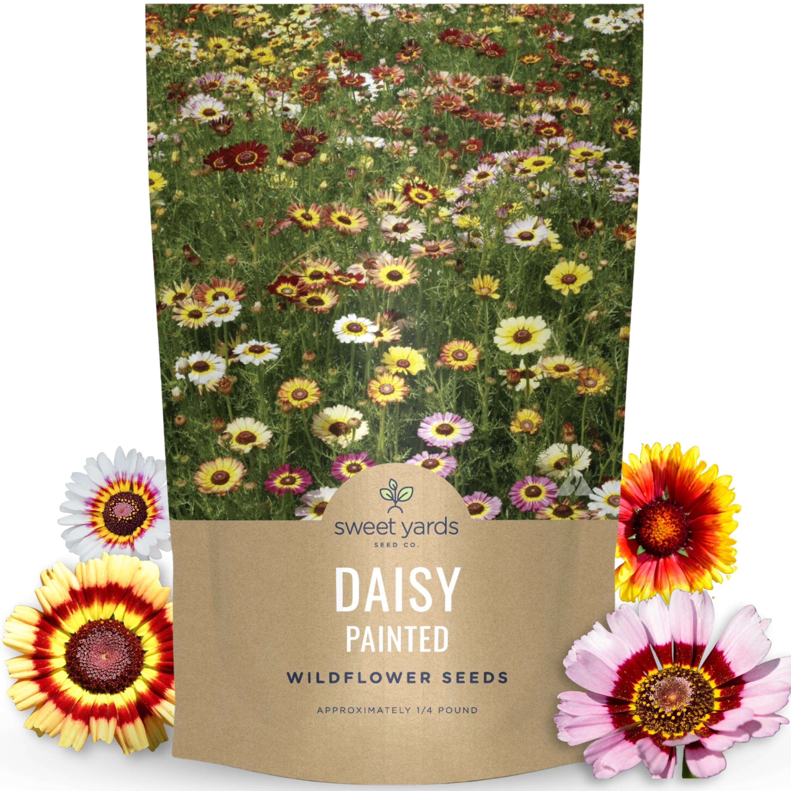 SWEET YARDS Painted Daisy
