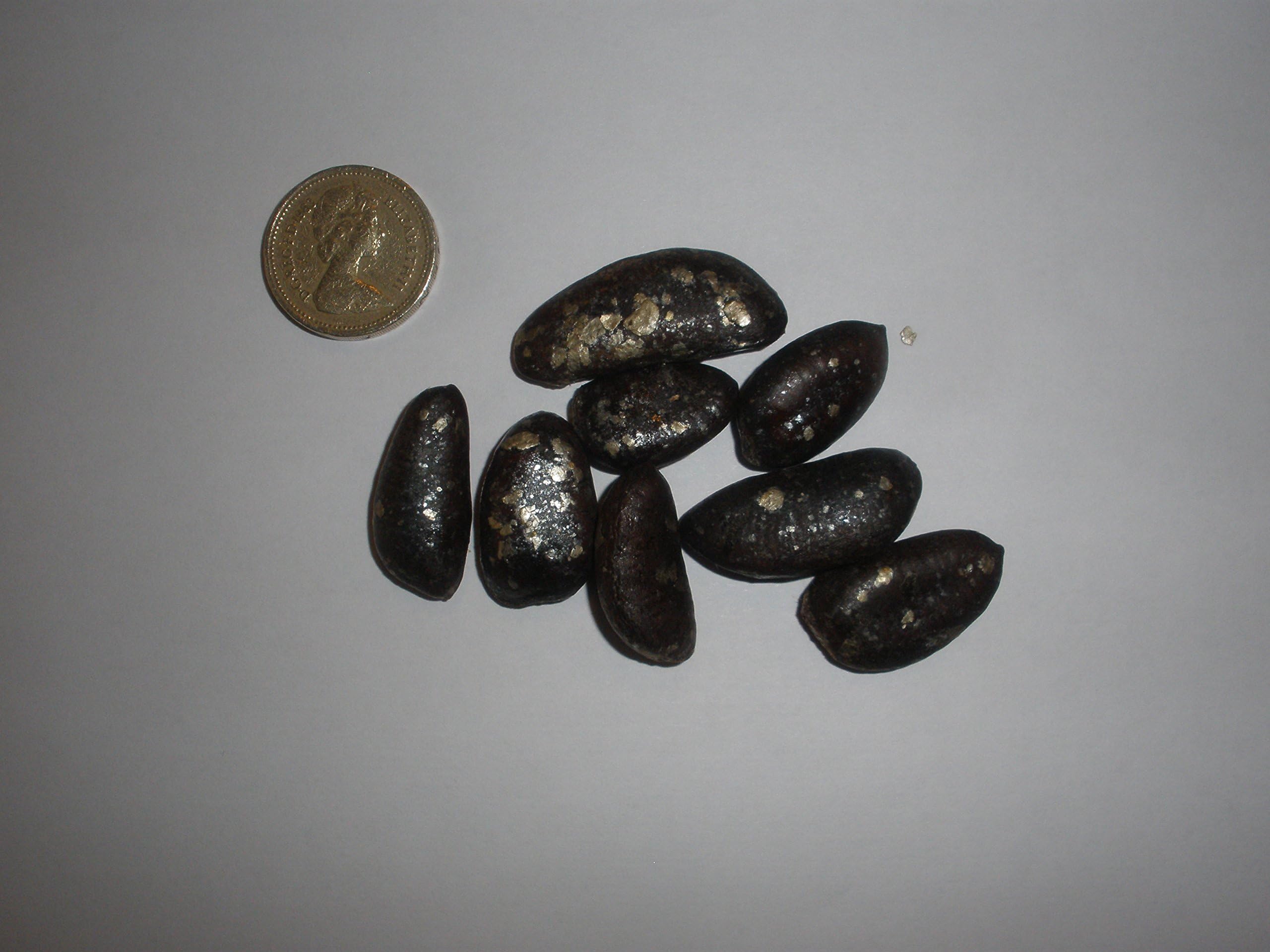 American Pawpaw, Asimina triloba Improved, Poor Mans Banana x 25 Seeds