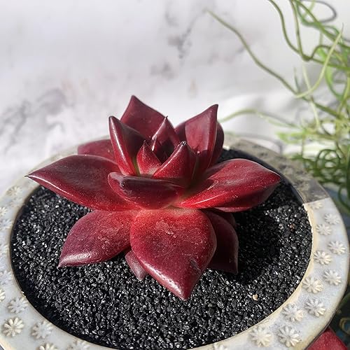 Miniatura 8 de Echeveria Agavoides v Romeo Rubin - Plantas suculentas vivas, 1 cabeza de 2 a 2.5 pulgadas, raíz desnuda sin maceta y tierra, decoración de
