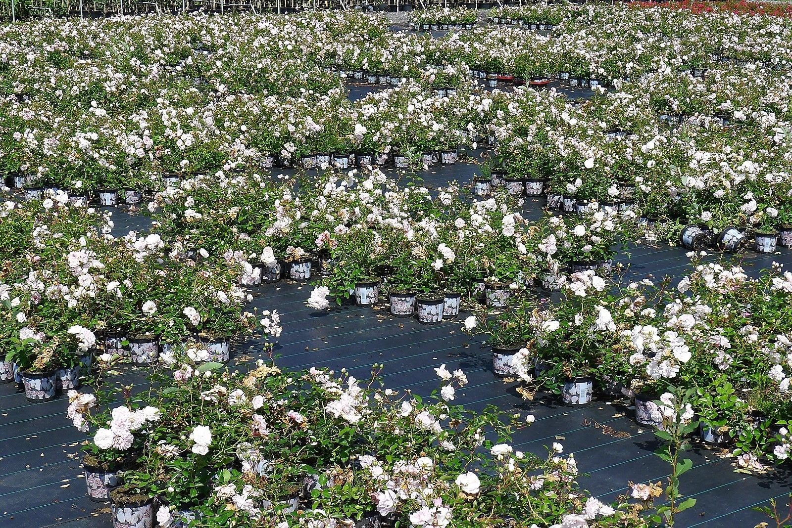 10x Bodendeckerrose 'Sea Foam' – Reichblühende Weiße Blütenpracht | Kräftige Bodendeckerrose im 1L Topf
