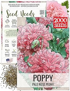 Seed Needs Pale Rose Peony Poppy Seeds for Planting - Heirloom & Open Pollinated Annual Flowers - Pink Ruffled Blooms to Attract Butterflies to the Garden (1 Pack)