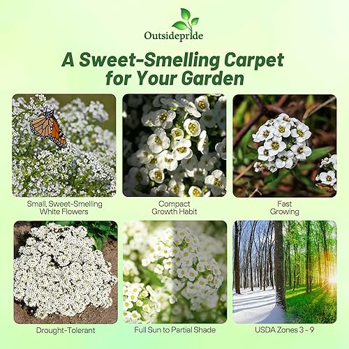 Miniatura 2 de Outsidepride Alyssum Tiny Tim Spreading - Planta de cobertura del suelo y flores de bajo crecimiento 5000 semillas