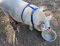 Vista 6 de Hand Made Newly Designed Pig/Hog Harness Longer Backstrap (Small 17" to 24", Lime Green)