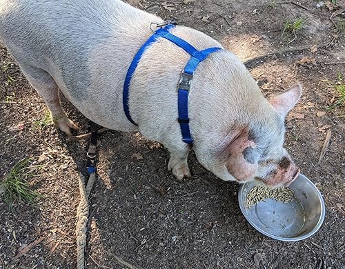 Miniatura 6 de Hand Made Newly Designed PigHog Harness Longer Backstrap (Small 17" to 24", Lime Green)