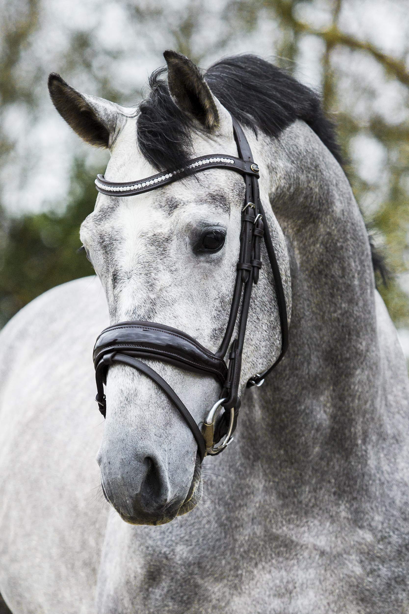 Bridon anatomique Premiera Verona marron filet cuir cheval sang chaud