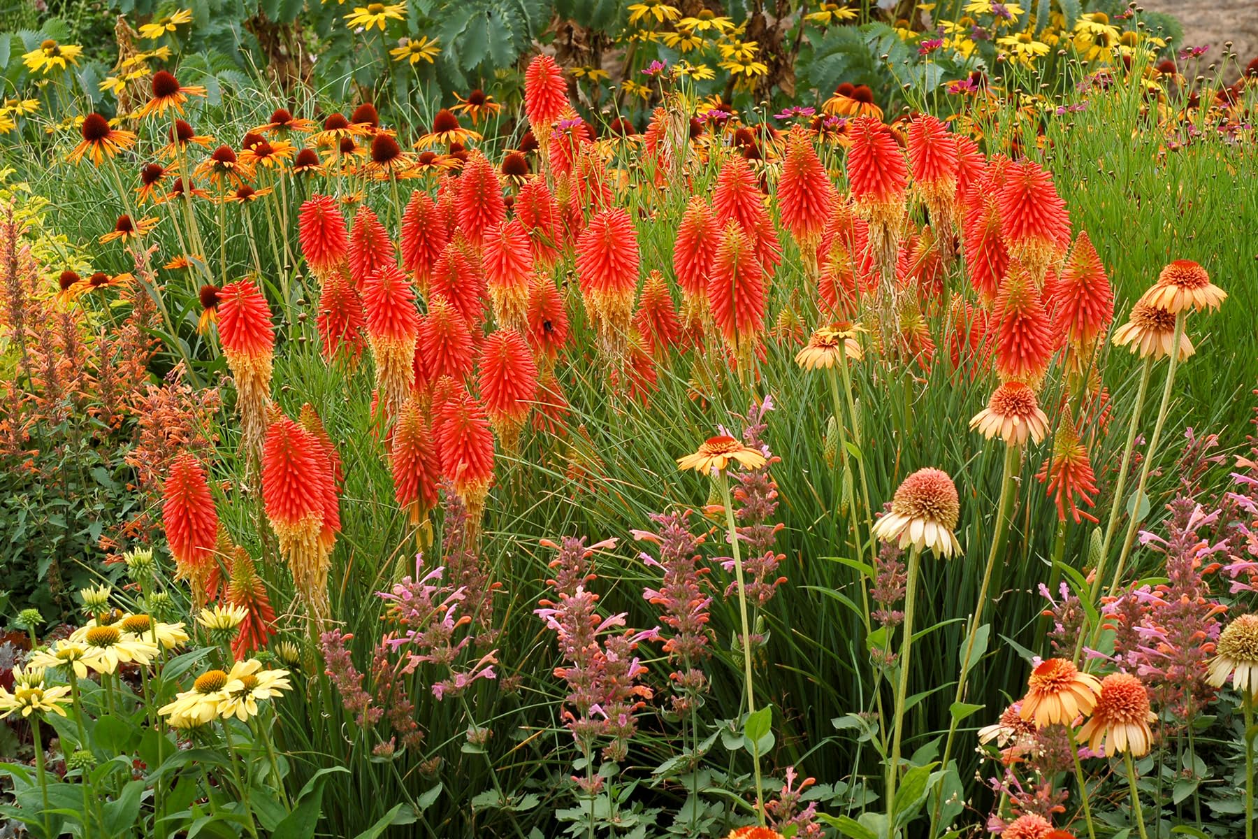 Stauden Gänge 5 x Kniphofia 'Papaya Popsicle' Fackellilie winterhart | Fackellilie – winterharte Staude & Dauerblüher für sonnige Beete, mehrjährig, bienenfreundlich, 1 L Topf (11x11 cm)