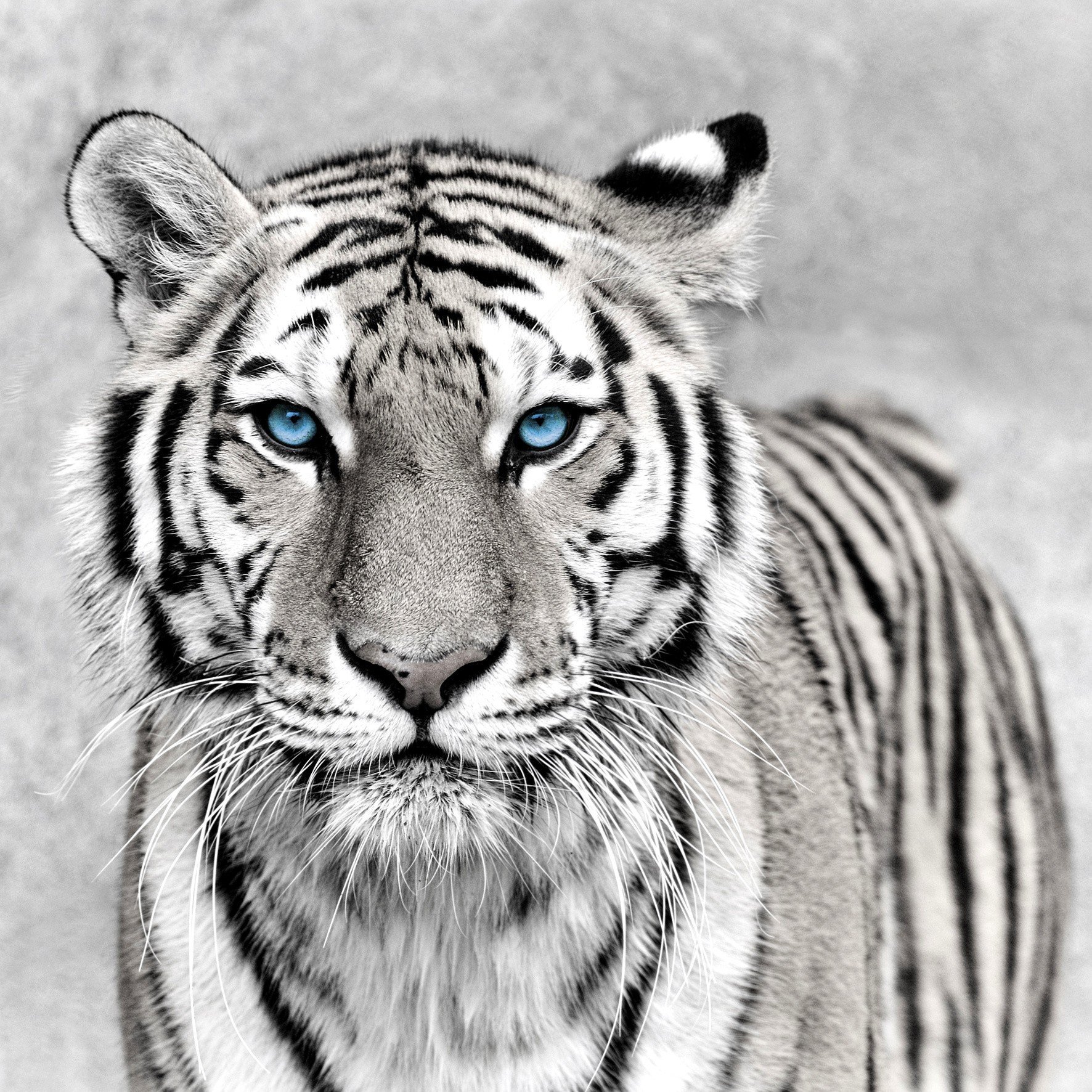 Artis 607888 Tigre Yeux Bleu Impression sur Verre Multicolore 30 x 30 x 1,2 cm