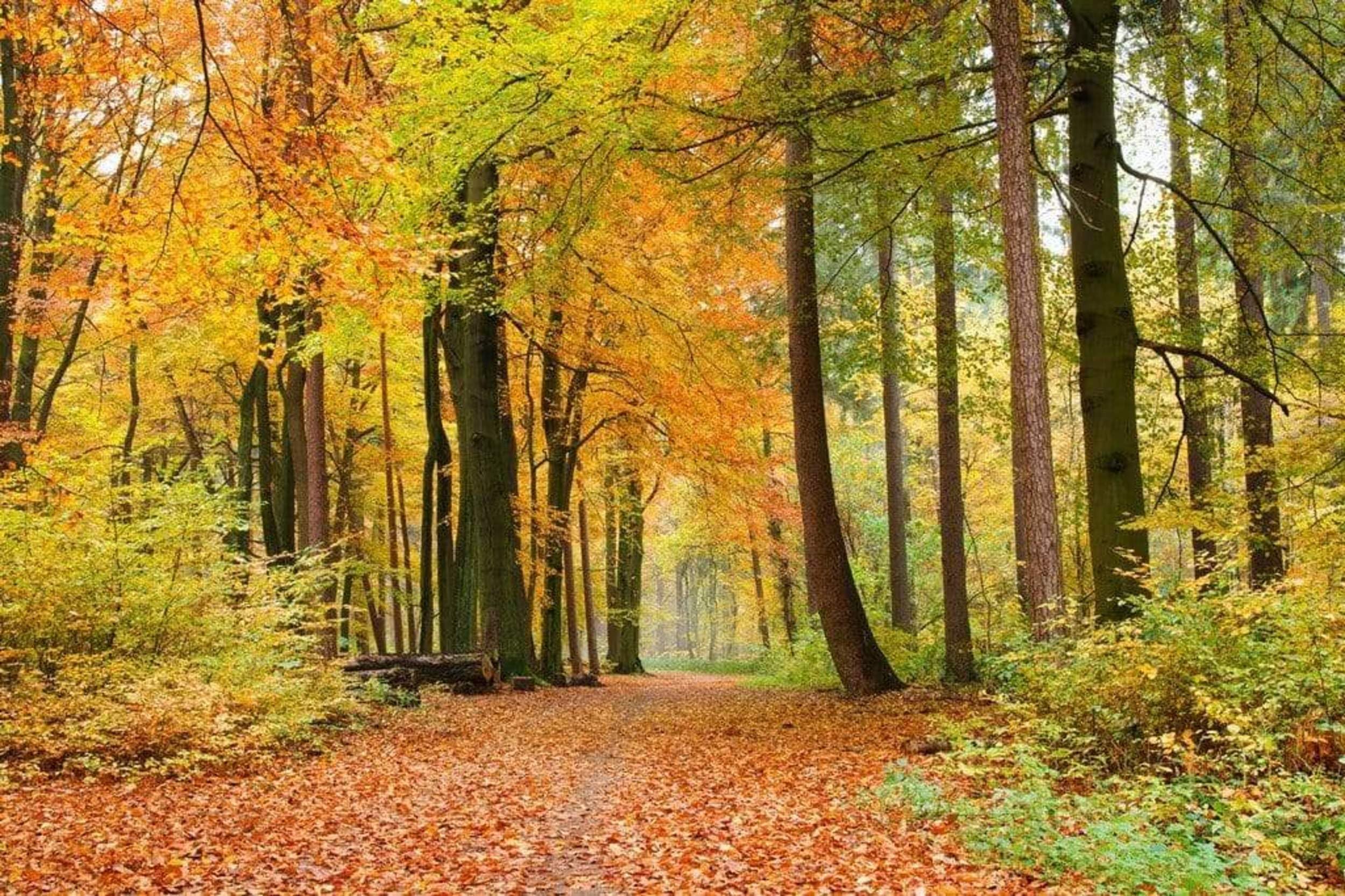 Papier peint intissé FORÊT D'AUTOMNE 375 cm x 250 cm | Tapisserie Murale XXL Poster Décoration - Salon Appartement - Photo d'art Tableaux Muraux | QUALITÉ SUPÉRIEURE - MADE IN EU - Y compris adhésif