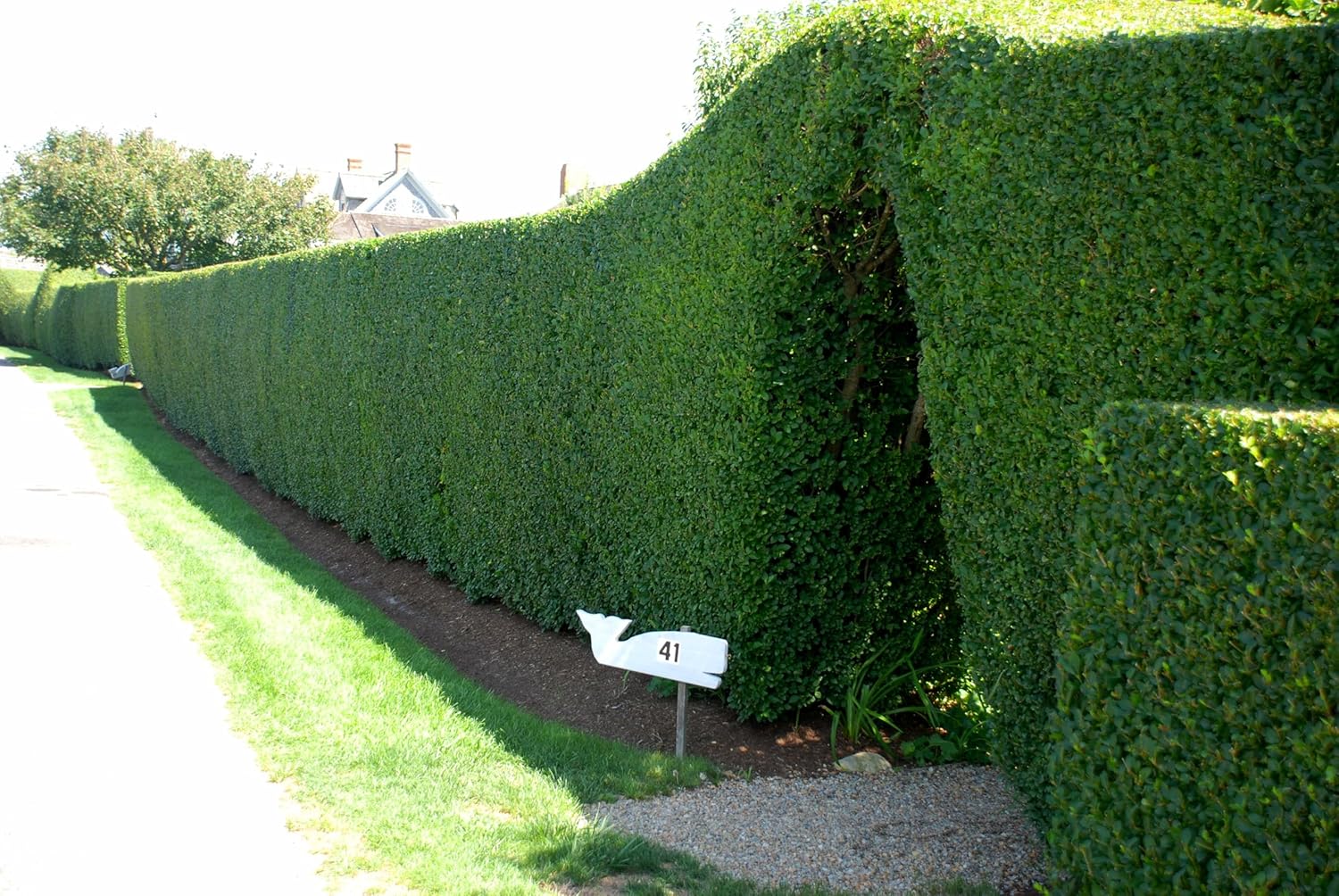 Curled Leaf Privet - Ligustrum Japonicum Recurvifolium - 30 Live Plants - Evergreen Flowering Privacy Hedge