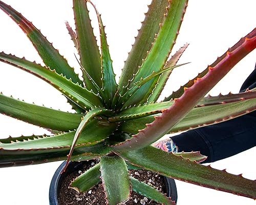 Miniatura 5 de The Cactus Outlet Aloe Barbadensis