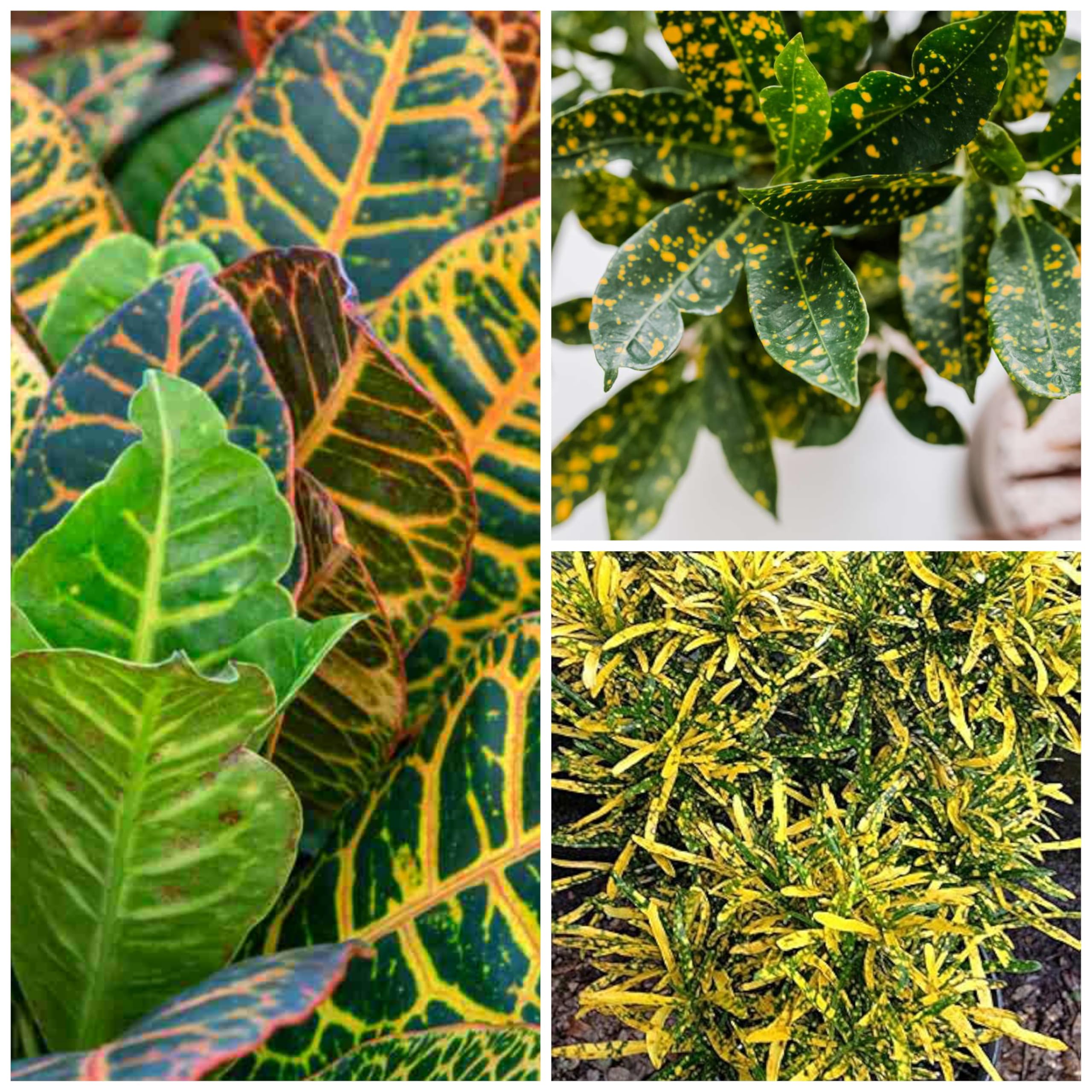 OIHOLO Croton Plants Multicoloured | combo 3 | Live plants | Plants, Indoor & Outdoor Plants |indoor,Croton plants |Outdoor Living > Plants |Outdoor Plants |Hedges & Shrubs