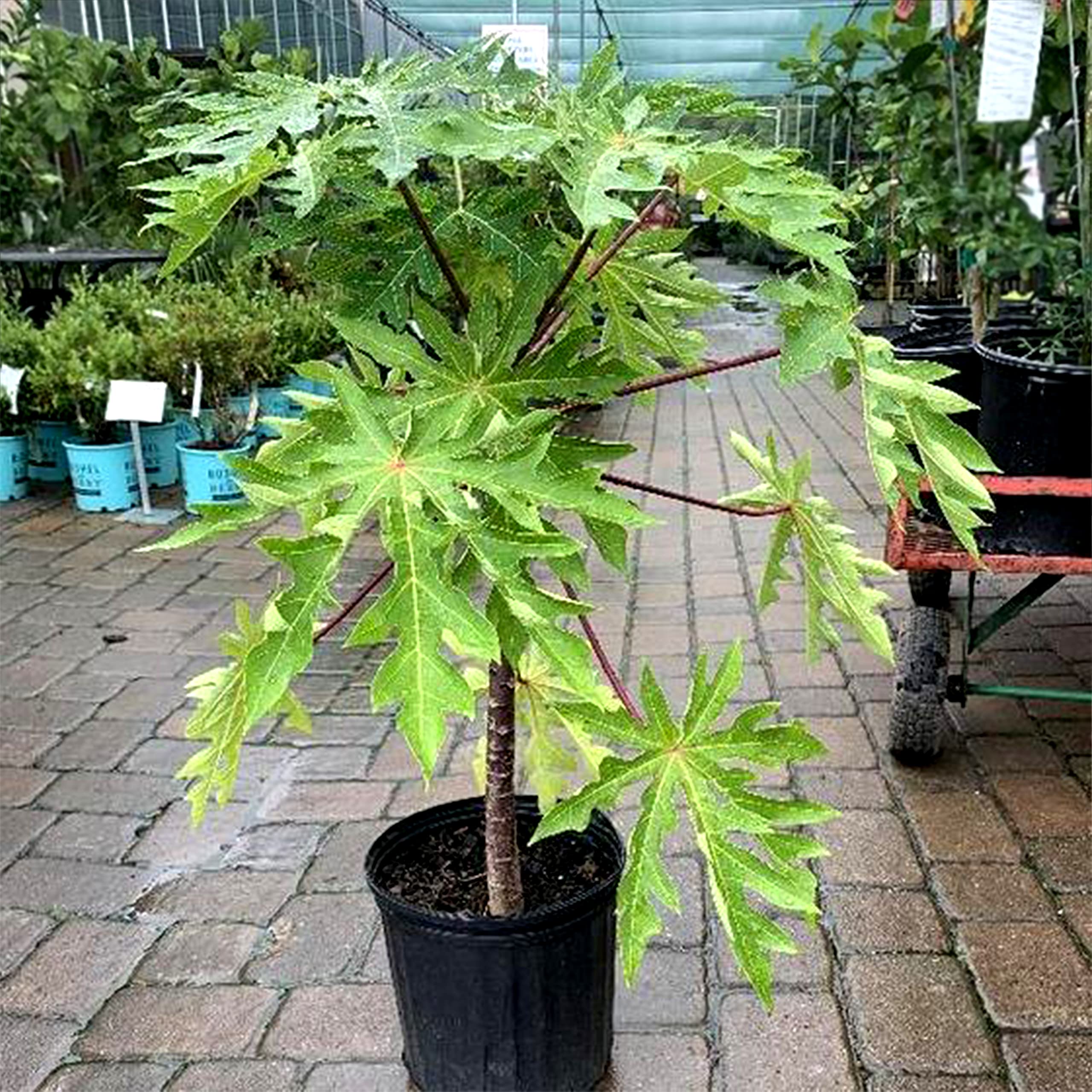 See full amazon price history chart for UGALOO Papaya Fruit hybrid Plant (6 Month Age Plant) UGALOO Papaya Fruit hybrid Plant (6 Month Age Plant) (B0B53QY187) Amazon Price History, Amazon Price Tracker
