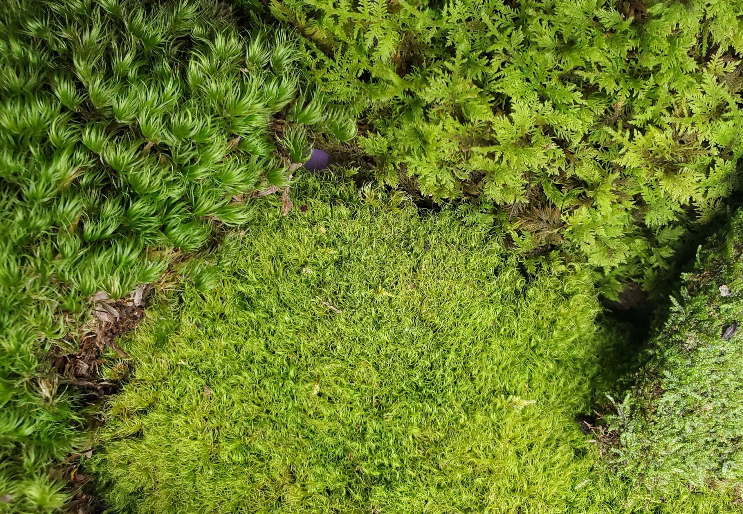 Tin Roof Treasure Value Terrarium Moss Duo, 5