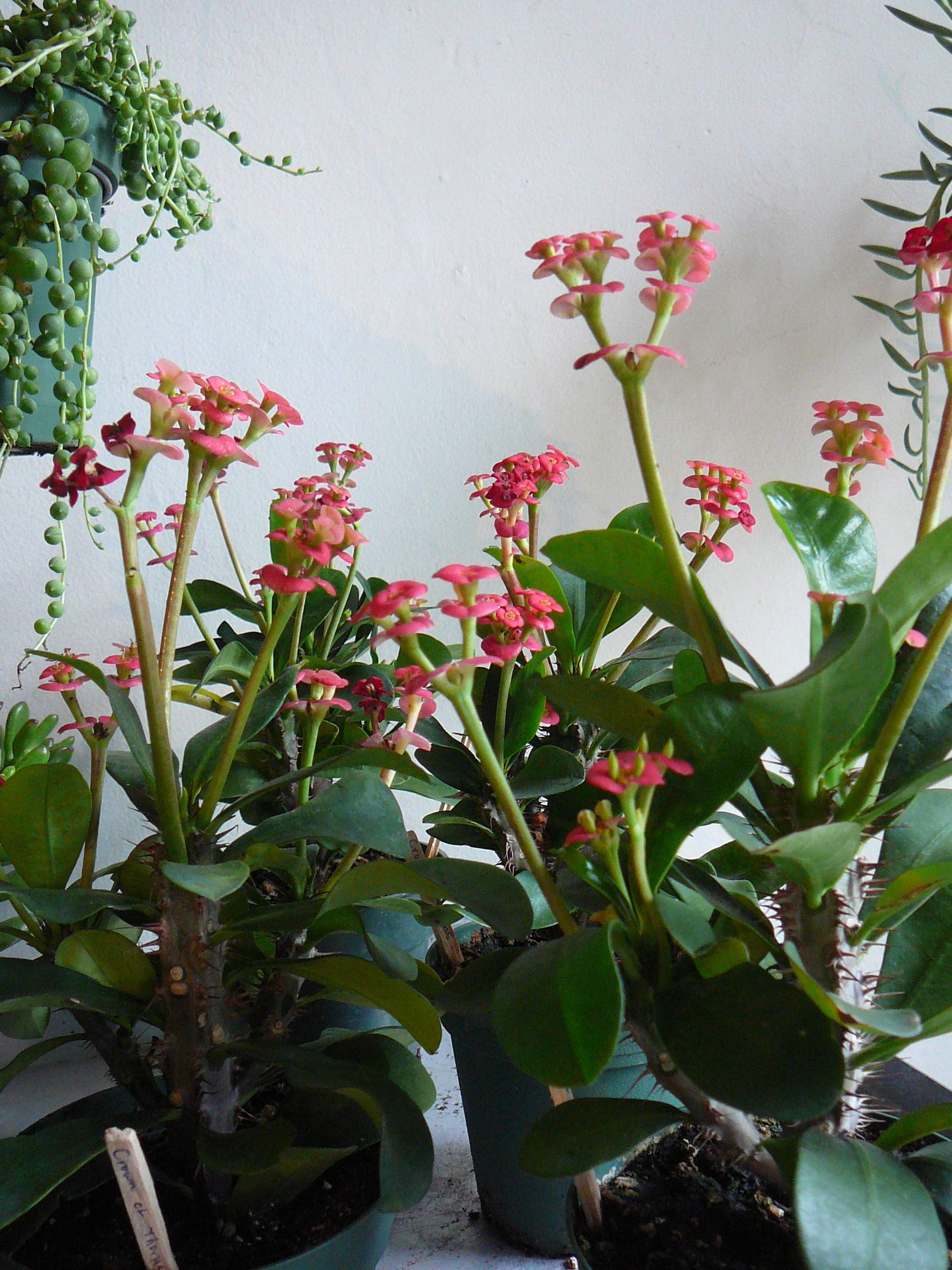 Amazon.com : Crown of Thorns - 3 Live Plants in 4 Inch Pots - Euphorbia  Milii - Beautiful Flowering Easy Care Indoor Houseplant : Patio, Lawn &  Garden