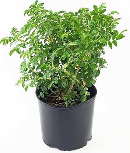 Miniatura 7 de Rosa Julia Niño (Floribunda Rose) Rosa, flores amarillas, #3 - Tamaño Contenedor