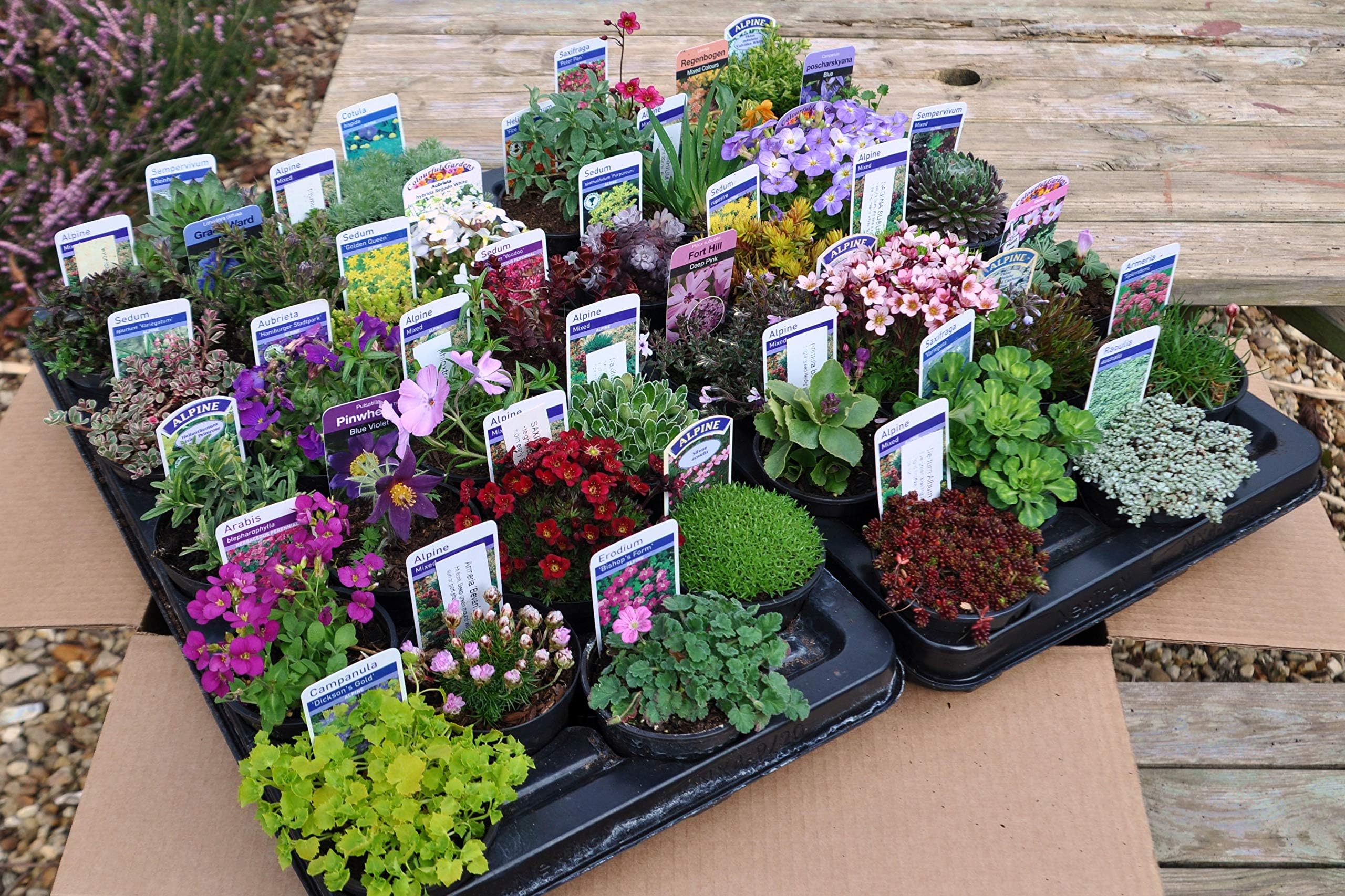40 Different ALPINES in 9cm POTS - Quality Rockery Plant Collection ~ Direct from Specialist Grower in Lincolnshire.