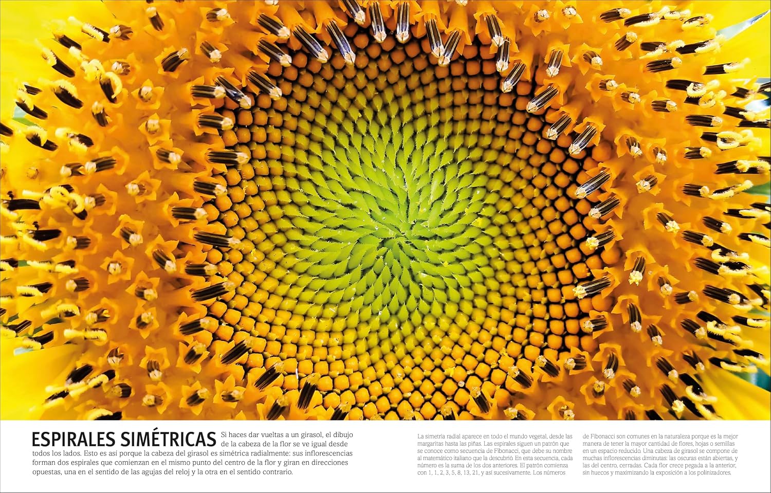 El Libro de las flores y los árboles (Our World in Pictures: Trees, Leaves, Flowers & Seeds) (Spanish Edition)
