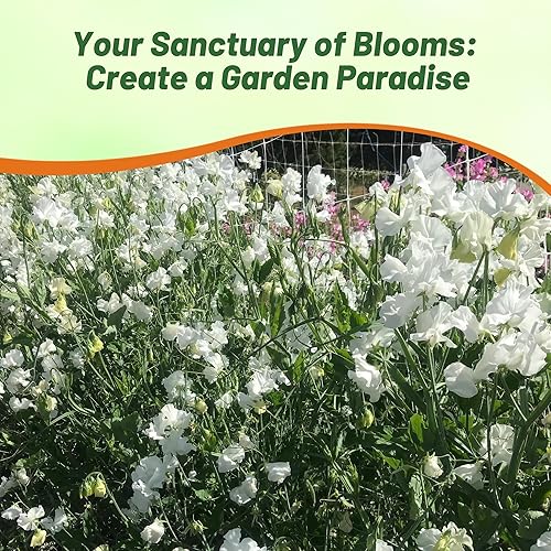 Miniatura 6 de Outsidepride Fragant Annual Lathyrus Odoratus Sweet Peas Royal White Climbing Treing Vining Trailing Cut Flowers - 250 semillas