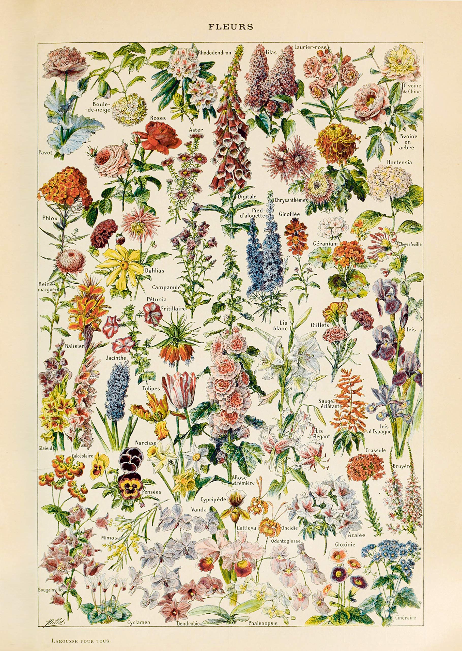 Follygraph Vintage Poster - Fleurs - 1909 Adolphe Millot reprint (A2)