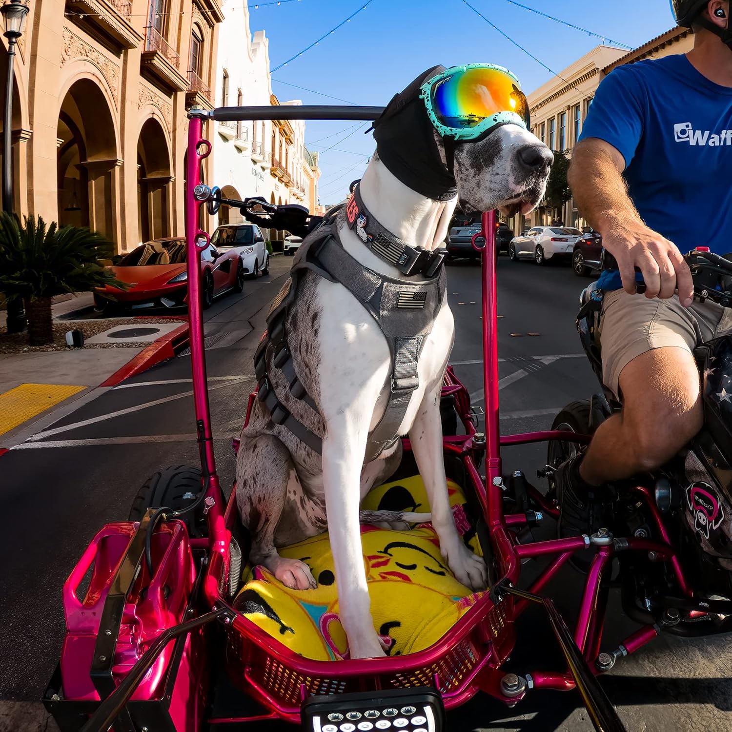 Rex Specs Ear Pro | Noise Cancelling Ear Wraps for Dogs | Dog Ear Muffs Noise Protection (02, Black)