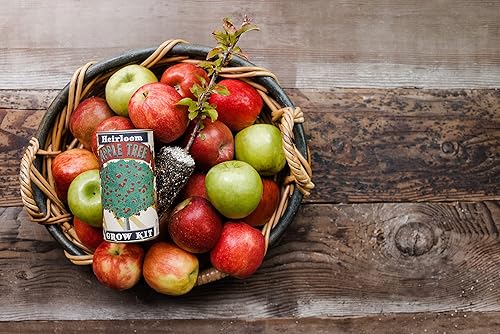 Miniatura 3 de Manzano | Kit de cultivo de semillas | The Jonsteen Company