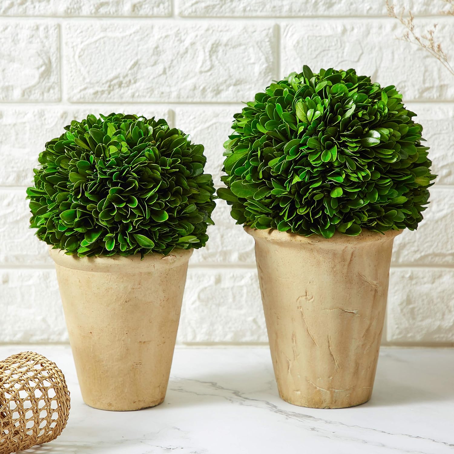 Real Preserved Boxwood Evergreen Potted Tree Globe Tree Topiary in Terracotta Planter, Home Hotel Office Decor Farmhouse (Boxwood Ball on Pot, 11 INCHES)