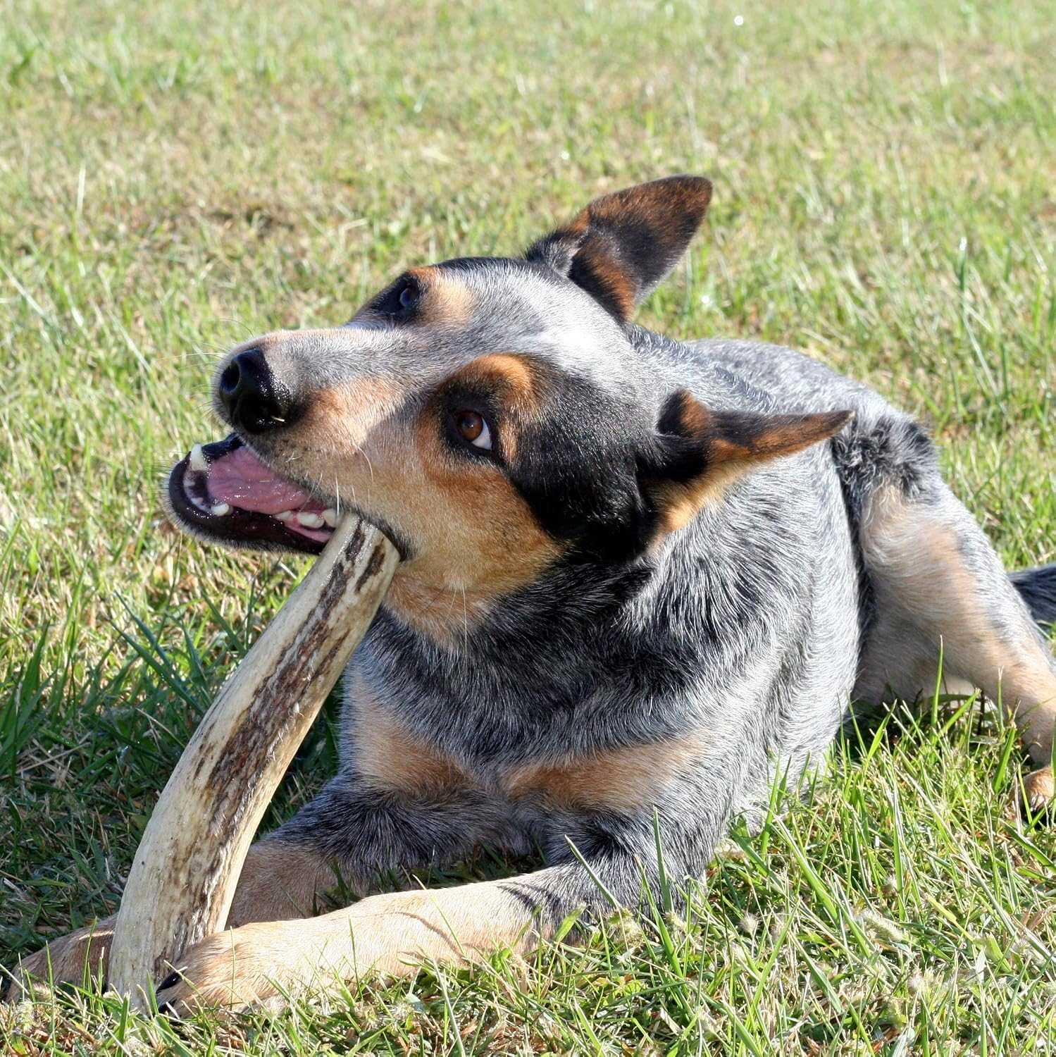 Perfect Pet Chews Split/Whole Elk Antler Combo Pack - Grade A, All Natural, Organic, and Long Lasting Treats - Made from Naturally Shed Antlers in The USA (F. X-Large - Dog Weight 70-100 Lbs)